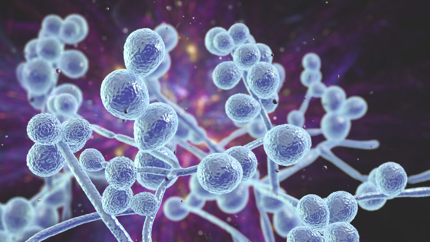 Candida-Albicans-vaginal-Pilz-gestörte-Scheidenflora