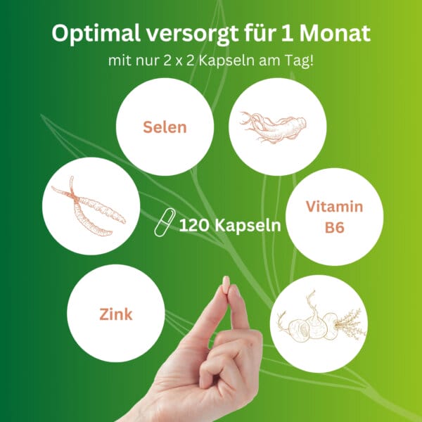 Cordyceps Extrakt Kinderwunsch Pimp My Sperm Spermiogramm Spermienqualitaet Spermienreifung Unfruchtbar Vitalpilze (9)