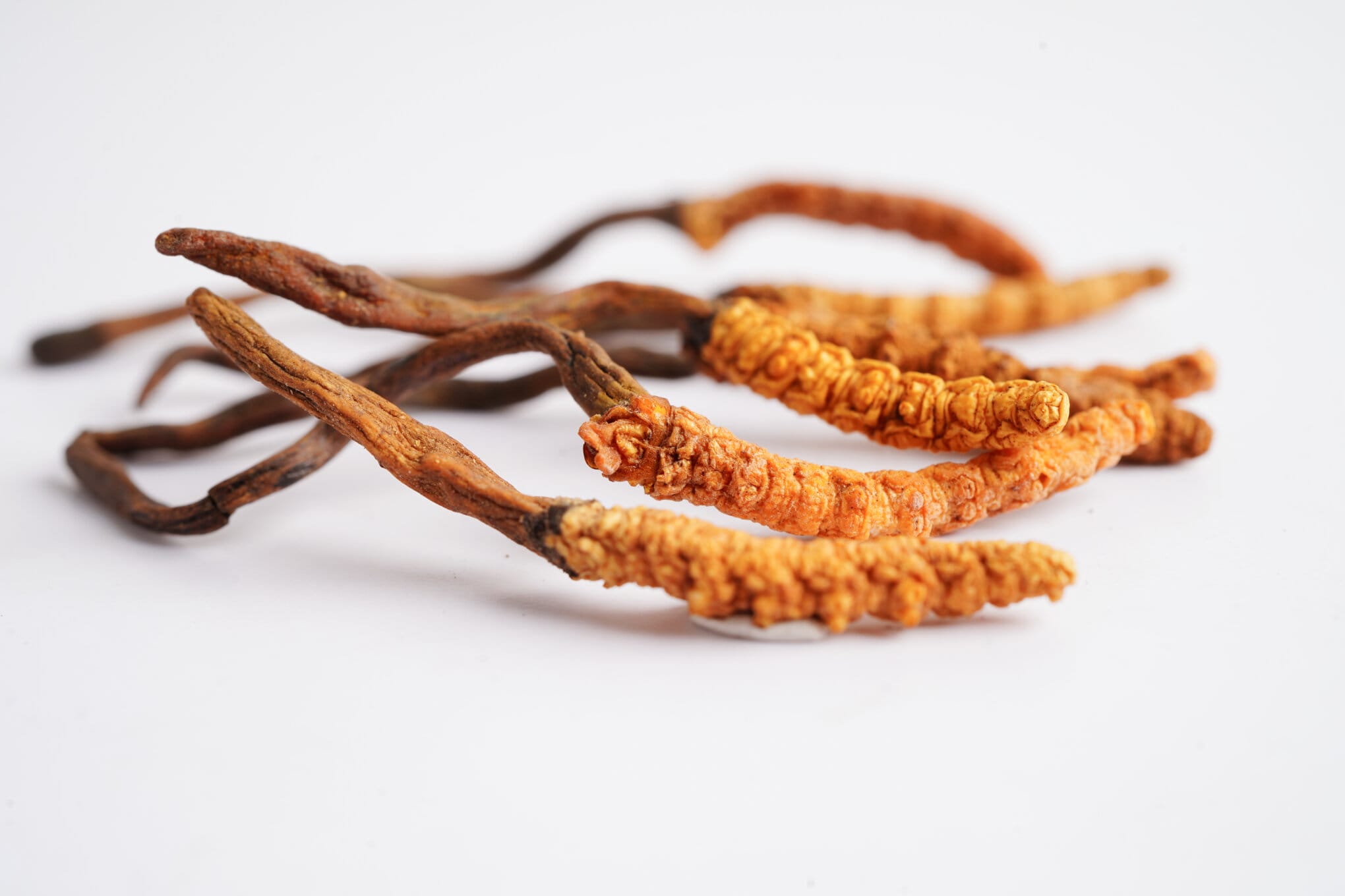 Cordyceps im Kinderwunsch Hormonregulierung gegen PMS