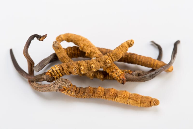 Cordyceps für den Kinderwunsch