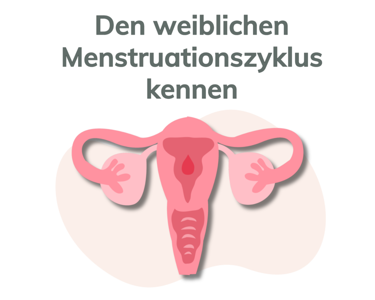 Menstruation Follikelphase Eisprung Ovulations Phase Lutealphase