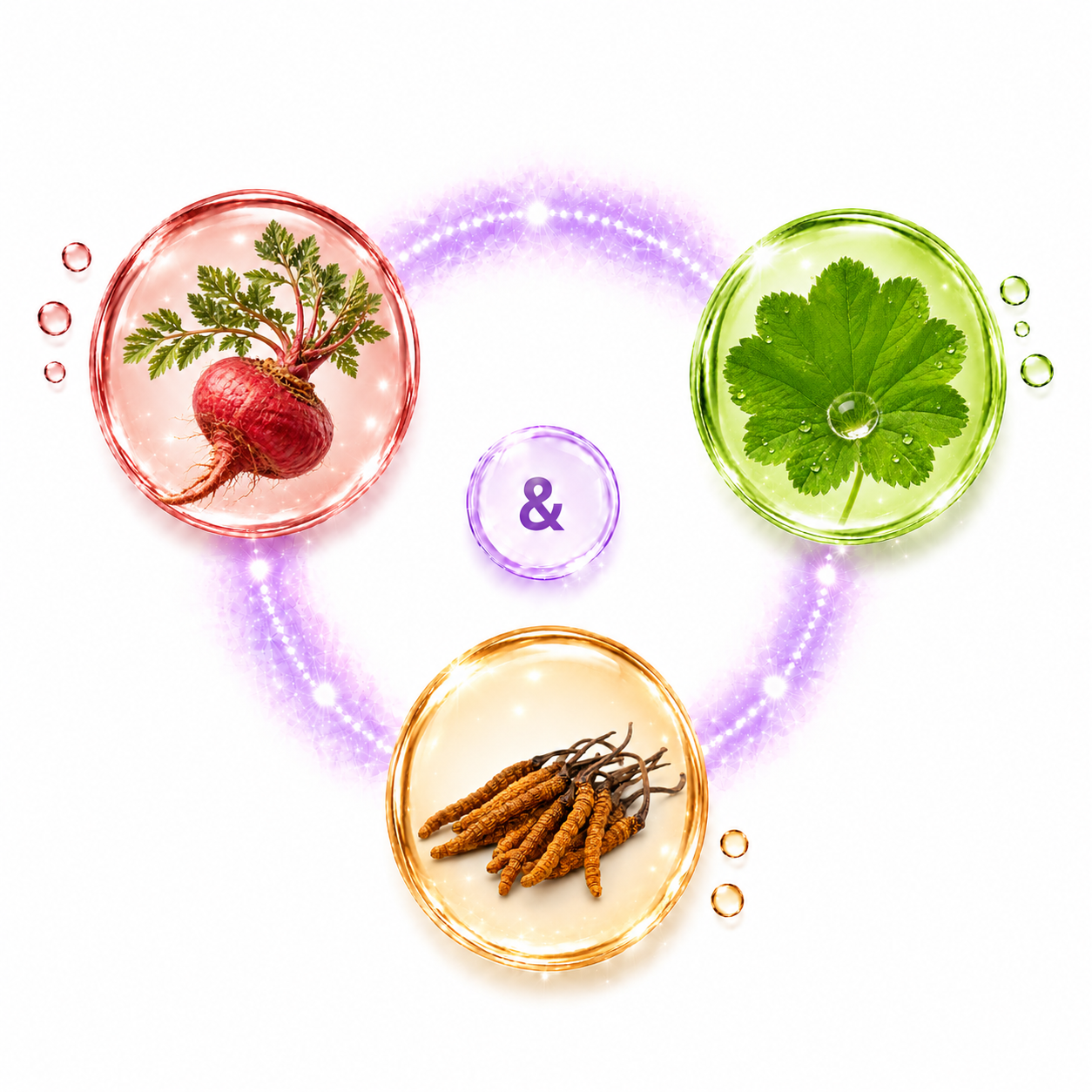 Frauenmantel, Rotes Mace Und Cordyceps Als Bestandteil Der Kinderwunsch Set Kapseln Frauenmantel, Rotes Mace Und Cordyceps Als Bestandteil Der Kinderwunsch Set Kapseln