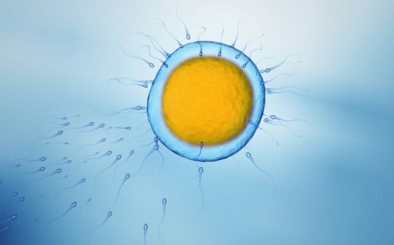 Pimp my Eggs - Kinderwunsch Vitamine - pimp my fertility