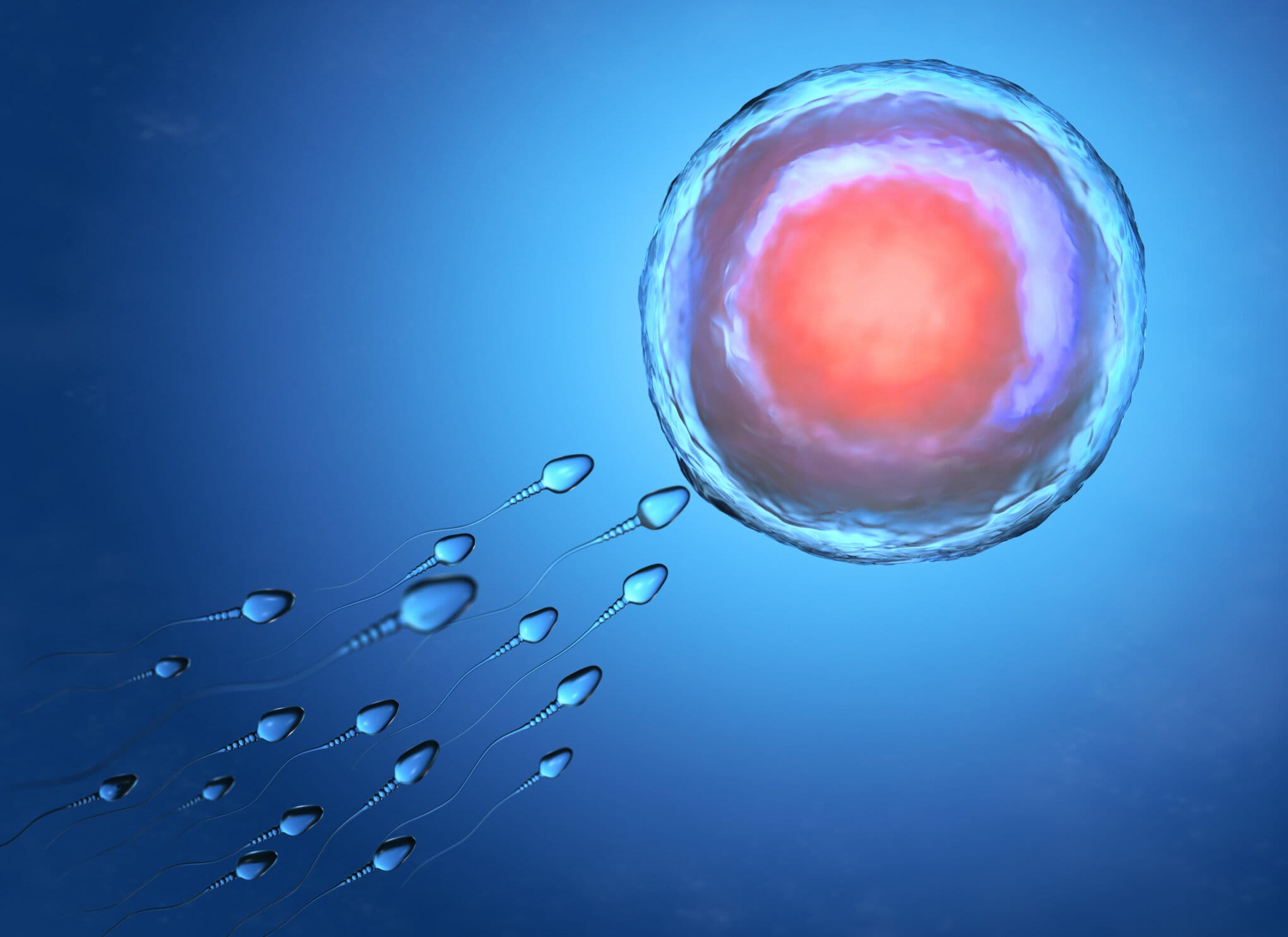 Spermiogramm kurz erklärt Ablauf Auswertung Diagnose