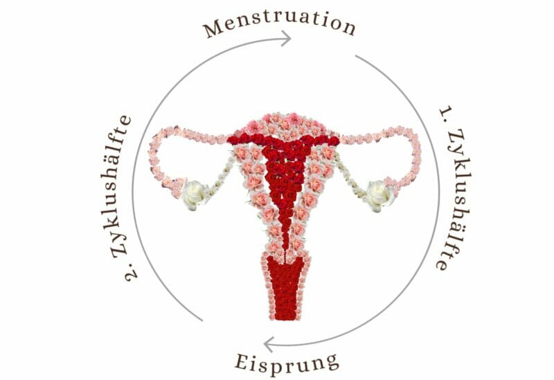 gebärmutterschleimhaut-kinderwunsch-fruchtbarkeit-hormonellen-veränderungen-innerhalb-eines-zyklus-zyklushälfte-menstruation