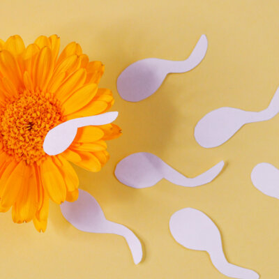 Kinderwunsch Mann Vitalstoffe Maca Vitalpilze Spermien Verbessern Tee Hilfsmittel Spermientest