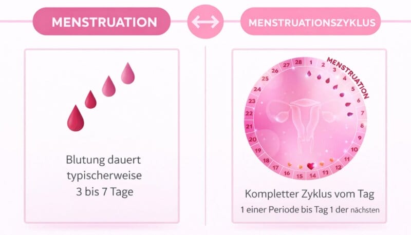 Menstruationszyklus, Menstruationszyklus Phasen