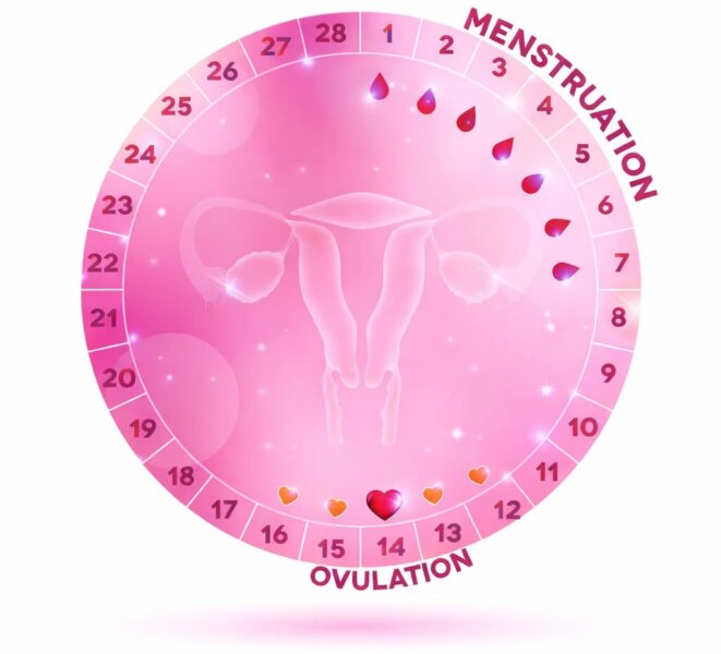 Menstruationszyklus, Menstruationszyklus Phasen, Phasen Des Zyklus