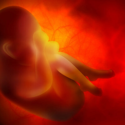 Schwangerschaft Foetus Drittes Trimester SSW Entbindung Organe Wehen