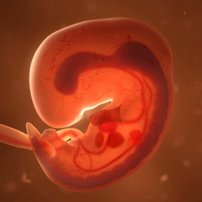 Schwangerschaft Foetus erstes Trimester SSW Fruehschwangerschaft