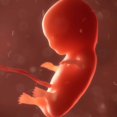 Schwangerschaft Foetus zweites-Trimester SSW Fehlgeburt Veraenderungen