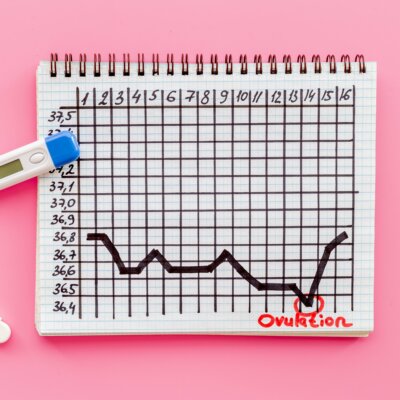 Zyklus Kinderwunsch Schwanger Frau Hormone Ovulation